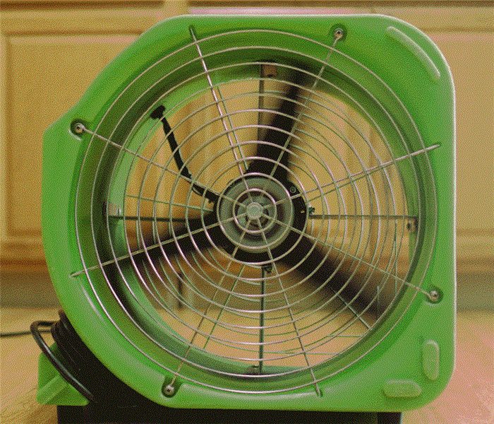 snail fan in green on kitchen floor